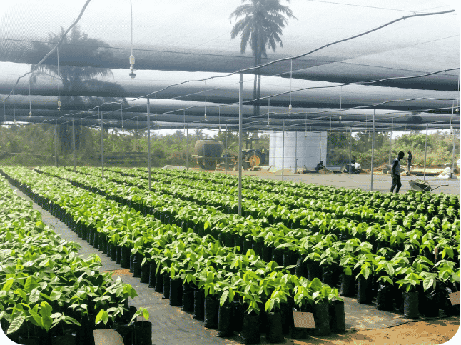 AfriFruits - 2026-04-27T145112.130