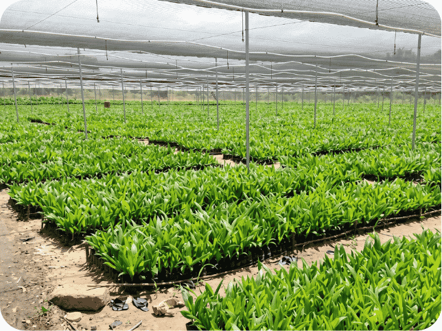 AfriFruits - 2026-04-27T145137.035