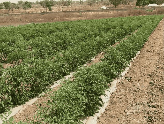AfriFruits (61)