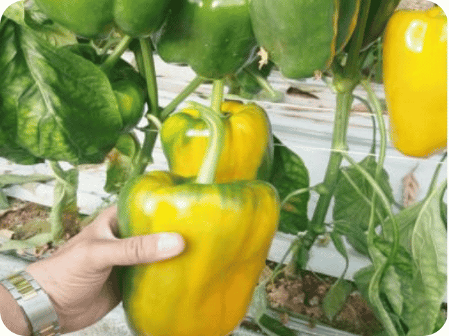 Greenhouse