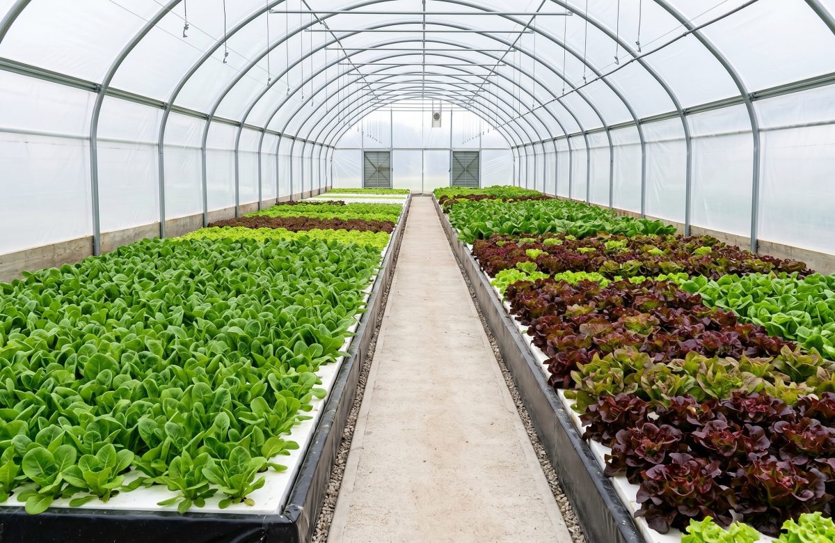 No Soil, No Problem. How Nigerian Farmers Are Profiting from Hydroponics.