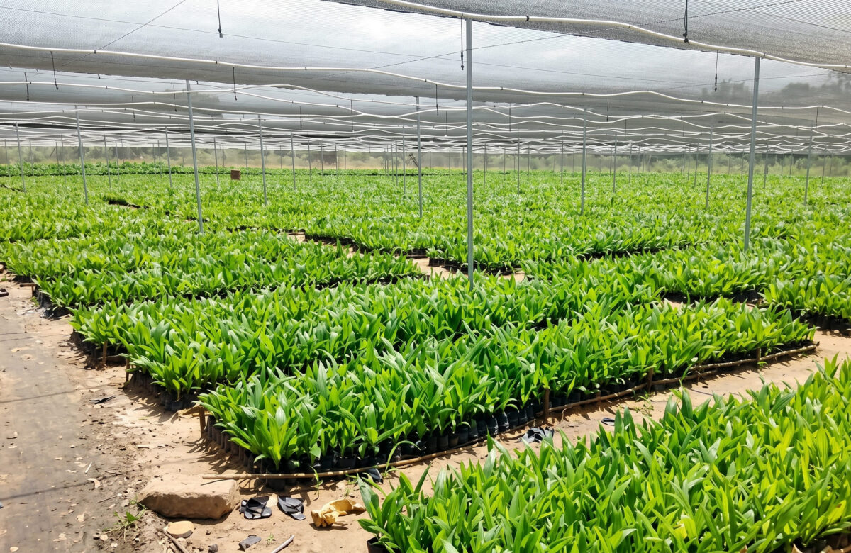 Why Rain Is Ruining Your Profits: The Case for Net House Farming Nigeria