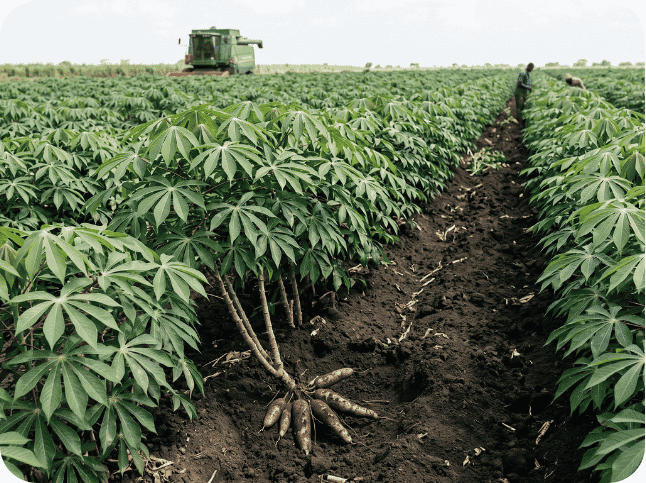 AfriFruits - 2026-05-22T153226.209