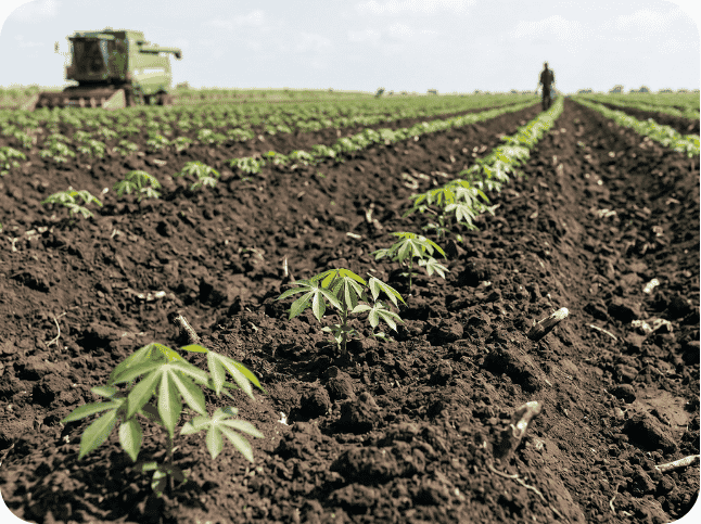 AfriFruits - 2026-05-22T153818.743
