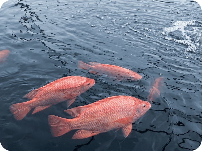 Fish farming in nigeria (1)