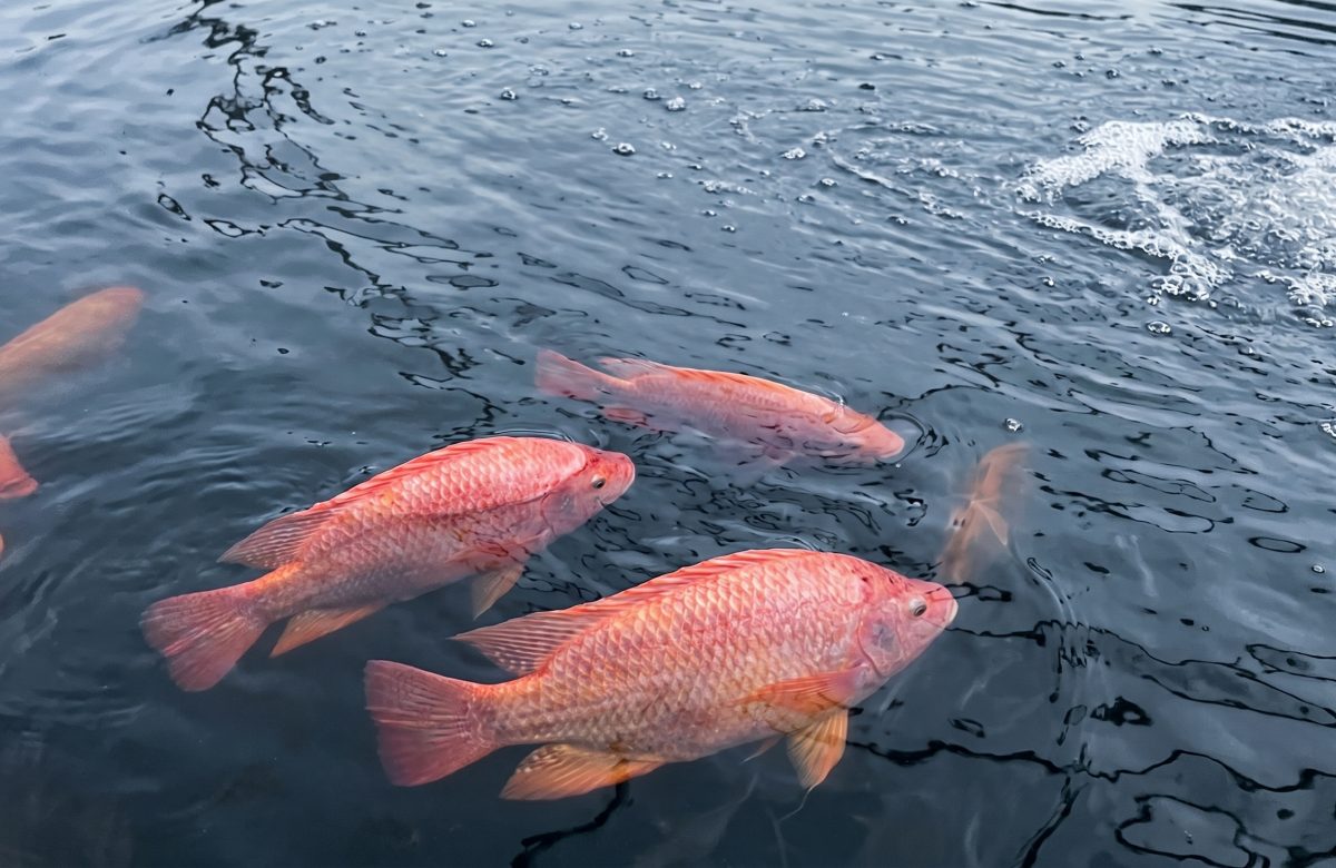 Profitable Fish Farming in Nigeria: Choosing the Right System for Your Scale