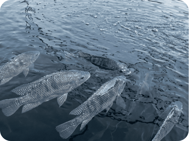 Fish farming in nigeria (2)