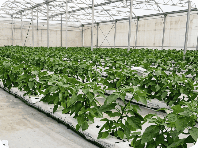 Greenhouse farming 4