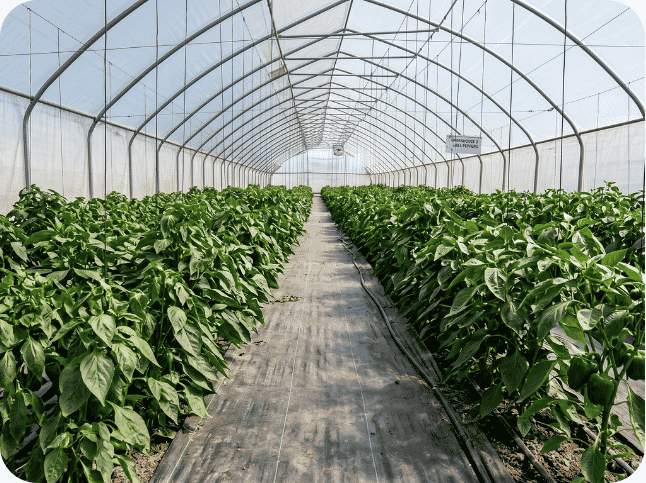 Greenhouse full farm 1