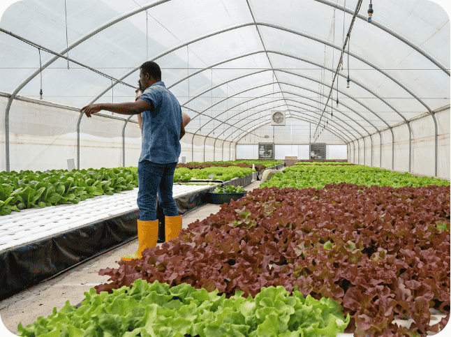 Hydroponics 3 (1)