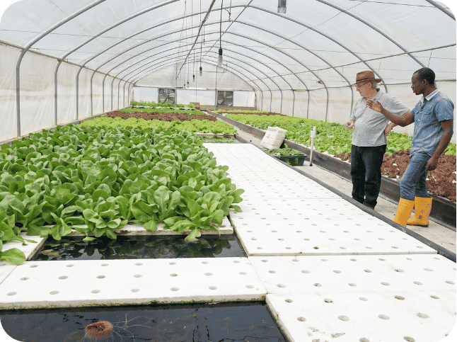 Hydroponics 3 (2)