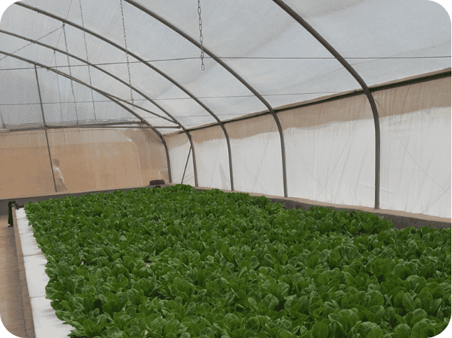 hydroponics