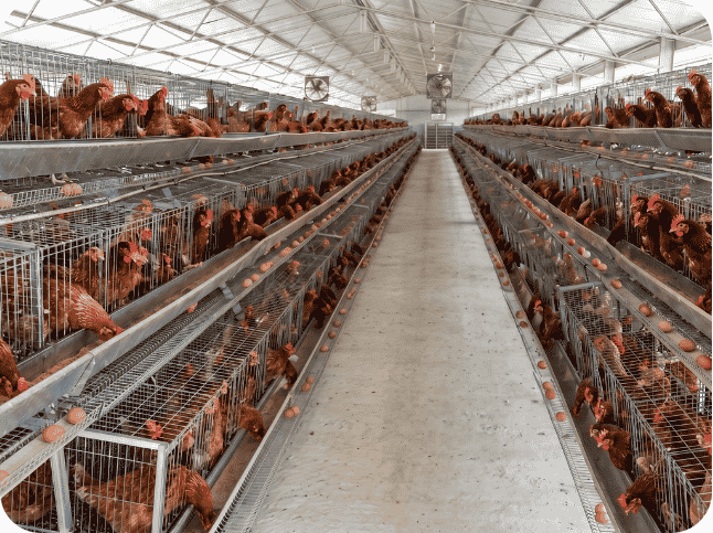 poultry farm 3