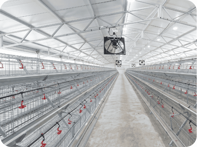 poultry farm 4