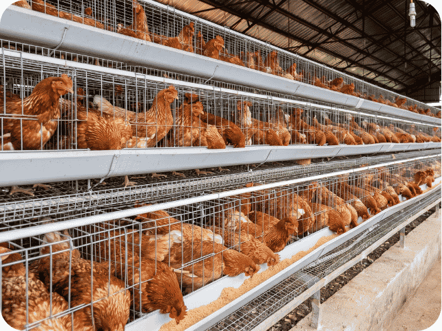 poultry farm